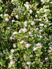 (Trifolium resupinatum) Trèfle de Perse à tiges ramifiées au nombreux capitules de petites fleurs colorées, plante fourragère cultivée pour pâture, foins ou jachères