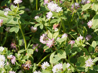 Trèfle de Perse ou trèfle renversé - Trifolium resupinatum - Plante jachère, mellifère riche...