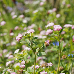 (Trifolium resupinatum) Trèfle de Perse à tiges ramifiées au nombreux capitules de petites...
