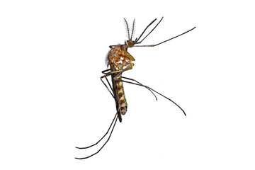 Common Mosquito, colex pipiens, vertically side view isolated on white background, high detail...