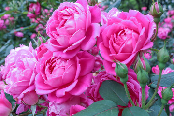 初夏のローズガーデンのピンクローズ