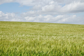 Green wheat field in Andalucia (Spain)