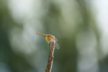 Close-up view of a male red dragonfly (Crocothemis erythraea) perched on a reed