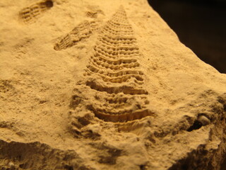 fossile