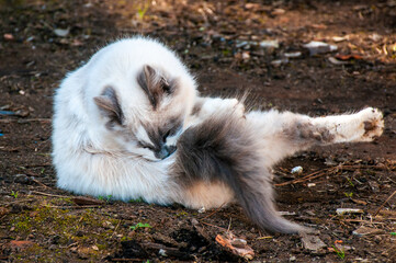 cat on the ground