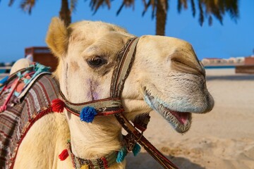 Portrait of mature white purebred friendly Arabic or Somali camel dromedary, wearing festive decorative harness. United Arab Emirates