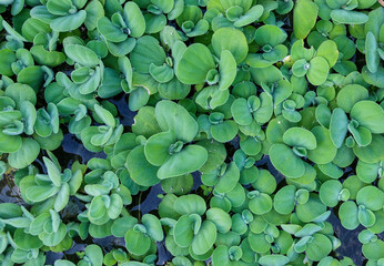 green plants, Pistia is a genus of aquatic plants in the arum family, Araceae.