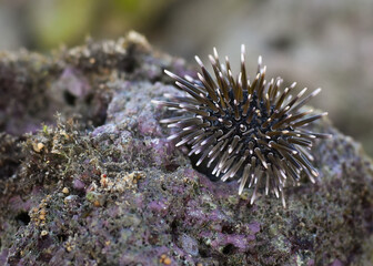 Sea urchins or also called sea urchins are marine animals that are round and have spines on their skin that can be moved.