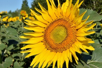 a flower of a sunflower swinging in the wind against the background of a blue sky