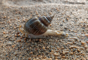sea snails on the beach sand