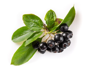 Bunch of black chokeberry berries with leaves ( Aronia melanocarpa ) on white background.