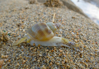 sea snails on the beach sand