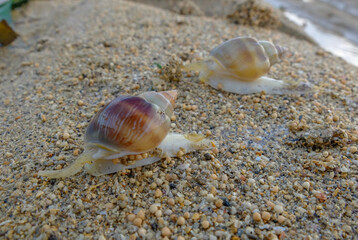 two sea snails on the beach sand