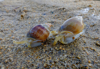 two sea snails on the beach sand