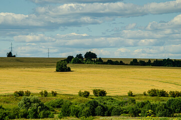 field of wheat