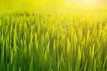 Rice fields in Northeast China in July