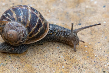 snail on a stone