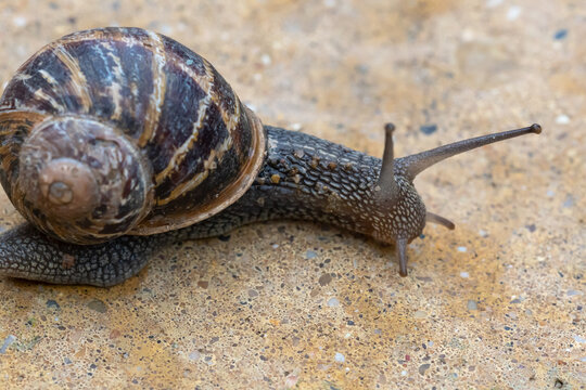snail on a stone