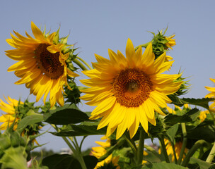 Sunflower flowers in the cultivated field for collecting seeds for oil production