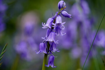 Common hyacinth