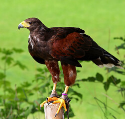 Big bird called Hawk of Harris or Peuco