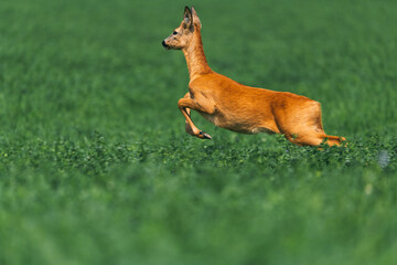 roe deer, capreolus capreolus, buck running fast on meadow with green grass in summer nature. Wild animal sprinting and jumping in wilderness from side view.