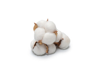 Cotton flower branch isolated on white background.