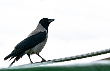A black crow sits on a pipe. Horizontal color photo.