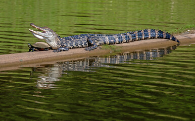 Alligator and a Turtle together