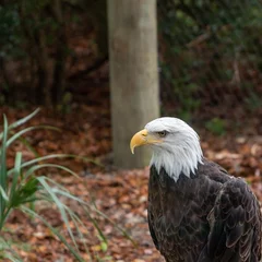 Foto op Plexiglas Bald Eagle Close up © Edward