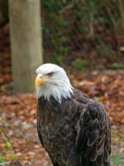 Bald Eagle Close up