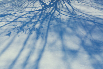 Shadows from trees in the snow on a sunny frosty day