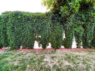Background of textured old wall with climbing plant Virginia creeper (Parthenocissus quinquefolia...