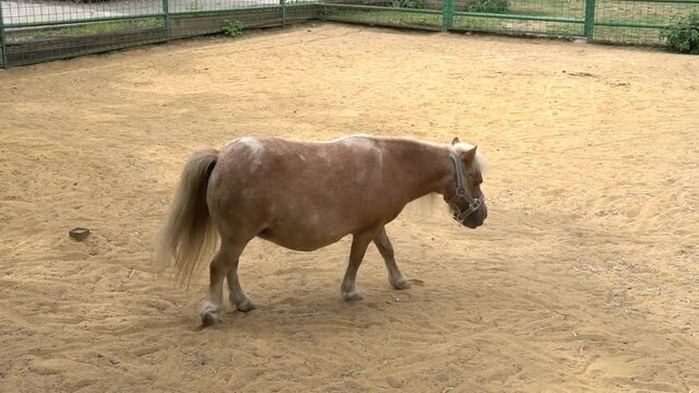 A little pony walks through the pasture nature young breed, protection rider stall grazing, landscape Childhood bridle, lifestyle