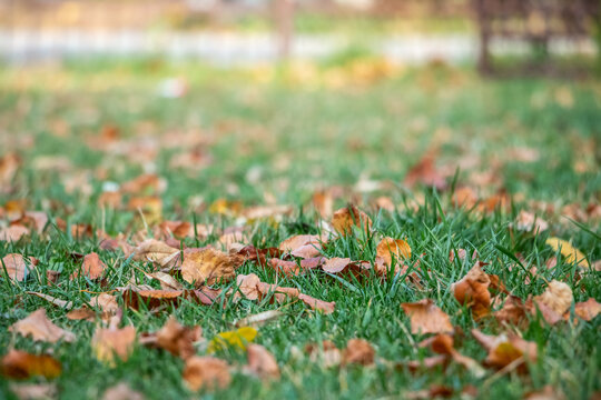 Autumn yellow leaves on green grass with blurred background. Focus in the foreground with soft evening light. Copy spase.