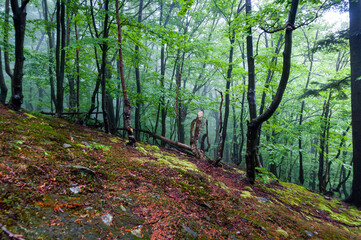 Dwarf forest under the top of Mount Tołsta, Bieszczady Mountains, Polańczyk, Solina, Terka / Karłowy las pod szczytem góry Tołsta, Bieszczady góry, Polańczyk, Solina, Terka