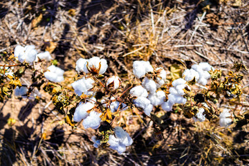 Closeup view in fall autumn season in Missouri or Kansas countryside of brown field of many cotton plants agriculture and white fluffy balls