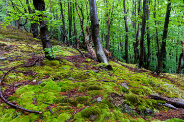 Dwarf forest under the top of Mount Tołsta, Bieszczady Mountains, Polańczyk, Solina, Terka /...