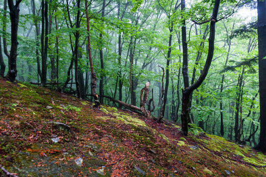 Dwarf forest under the top of Mount Tołsta, Bieszczady Mountains, Polańczyk, Solina, Terka / Karłowy las pod szczytem g&oacute;ry Tołsta, Bieszczady g&oacute;ry, Polańczyk, Solina, Terka