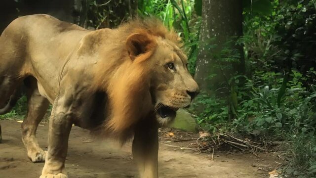A beautiful big lion with a fiery orange mane gracefully walks with a confident gait against the background of green forest thickets. Slow-motion.