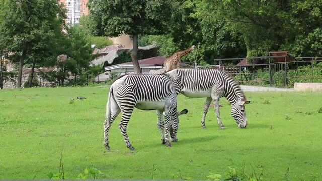 A pair of zebras (Lat. Hippotigris) in a beautiful striped color graze on a green field against the background of trees on a clear sunny day. Animals mammals artiodactyl zoos.
