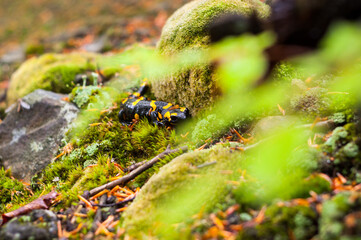 Dwarf forest under the top of Mount Tołsta, Bieszczady Mountains, Polańczyk, Solina, Terka / Karłowy las pod szczytem góry Tołsta, Bieszczady góry, Polańczyk, Solina, Terka © LukaszB