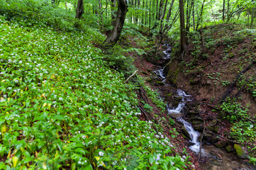 Dwarf forest under the top of Mount Tołsta, Bieszczady Mountains, Polańczyk, Solina, Terka /...