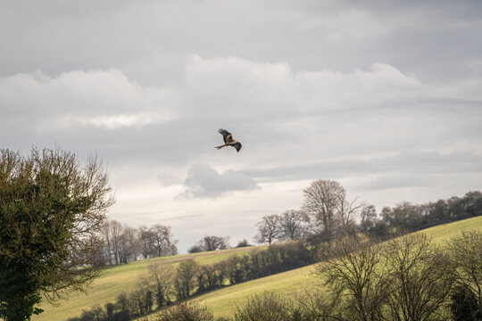 Red Kite flying over hills