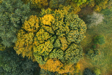 Naklejka premium Trees in autumn colors. Beautiful autumn