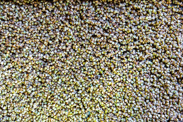 Closeup macro of raw uncooked dry green buckwheat grain seeds pattern texture as traditional Ukrainian or Russian food