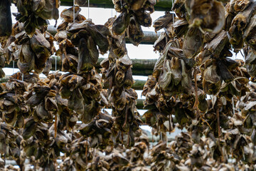 close up view of wooden racks with hundreds of stockfish heads drying in the arctic air