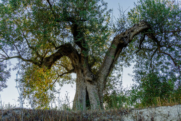 Centennial olive tree with a wide trunk and picturesque shapes, with sunlight behind. 