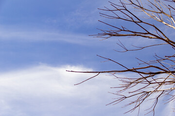 Galhos secos com céu azul e nuvens ao fundo.