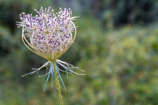 Close-up of a wild flower commonly called wild carrot (Daucus carota), with out of focus background.